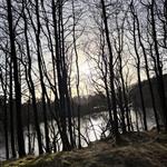 Villblomst