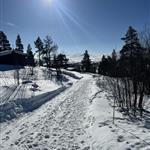 Vintervenn
