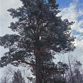 Olufine
