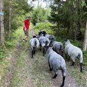 Vedmannen